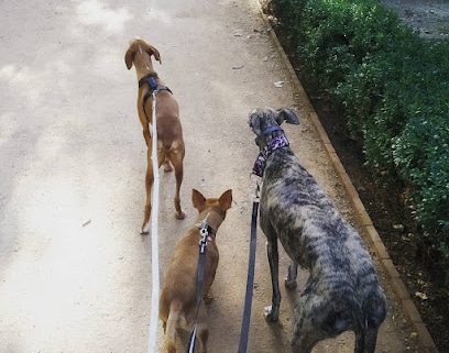 Adiestramiento EDUCAN en Granada Adiestrador canino