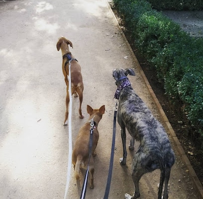 Adiestramiento EDUCAN en Granada Adiestrador canino