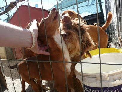 fotografía  Animal In Need Foundation Organización sin ánimo de lucro en La Línea de la Concepción