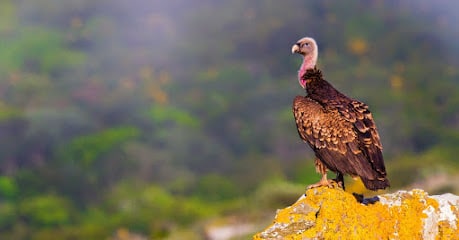 fotografía  Birding The Strait - Bird Guides in Tarifa