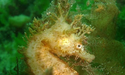 fotografía  Bucear en Tarifa CIES SUB Centro de buceo en Tarifa