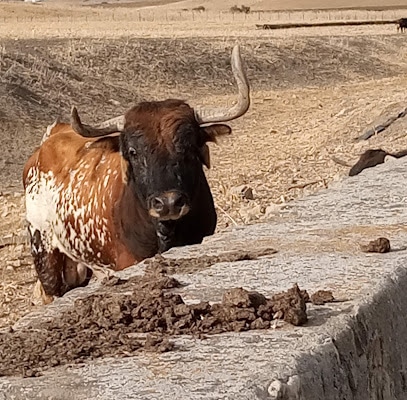 fotografía  Cebada gago Ganadero en Medina-Sidonia