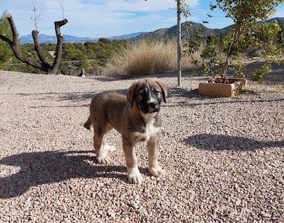 Centro Veterinario Sierra Nevada Veterinario