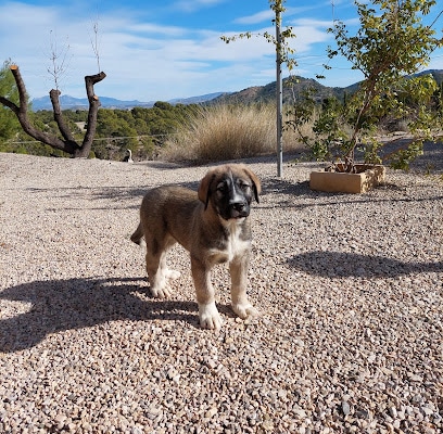 Centro Veterinario Sierra Nevada Veterinario