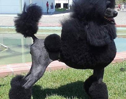 fotografía  Centro de formacion y peluqueria canina Don Gaucho Grooming & School Centro de formación en Algeciras