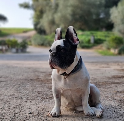 fotografía  Clínica Veterinaria Taraguilla Veterinario en San Roque