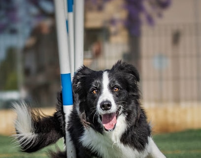 fotografía  Club Canino el Área Adiestrador canino en Jerez de la Frontera