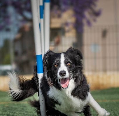 fotografía  Club Canino el Área Adiestrador canino en Jerez de la Frontera