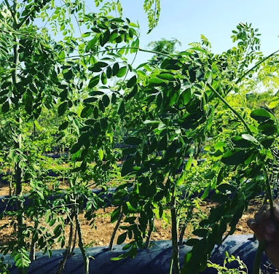 fotografía Connatur - Moringa from Conil en Barrio Nuevo