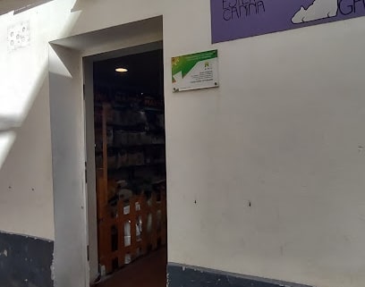 fotografía  El gato gris Veterinario en Cádiz