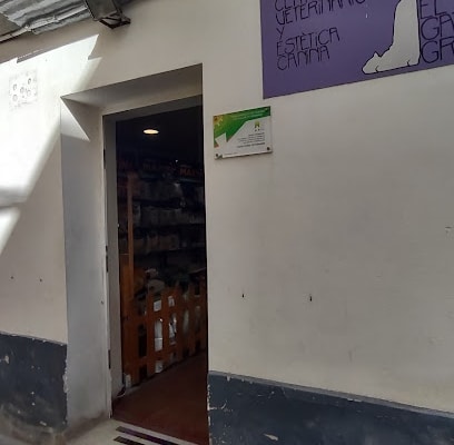 fotografía El gato gris Veterinario en Cádiz
