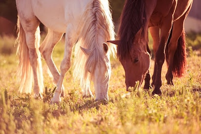 fotografía  Finca la Mimbre Servicio de paseo a caballo en Vejer de la Frontera