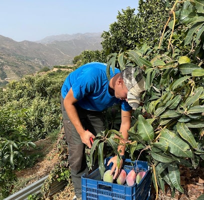 Frutas Garsan S.L. Mayorista de frutas y hortalizas