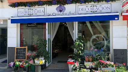 fotografía  La Orquidea Azul Floristería en Chiclana de la Frontera