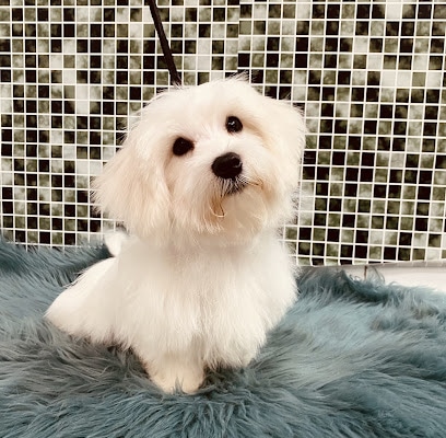 La Perroqueria Peluquero de mascotas