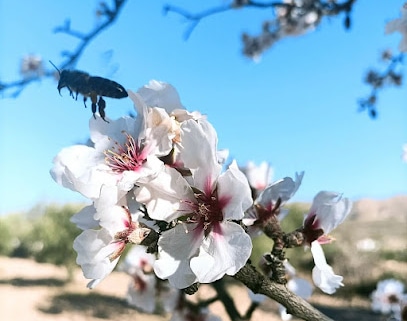La Respetuosa Apicultor