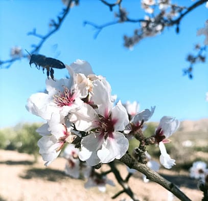 La Respetuosa Apicultor