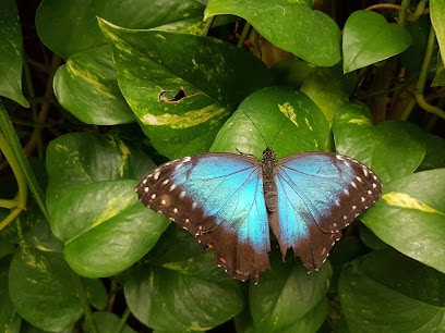 Mariposario Reserva de fauna salvaje