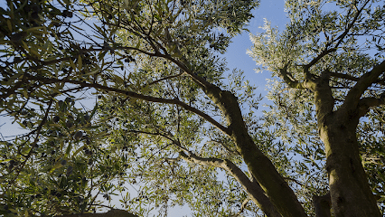 fotografía  Olivar del Lentisquillo Empresa de embotellado de aceite de oliva en Medina-Sidonia