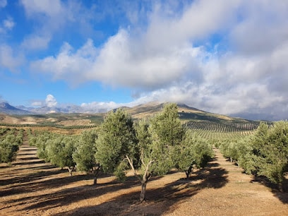 Olivsur | Aceite de Oliva Virgen Extra de Jaén Empresa de embotellado de aceite de oliva