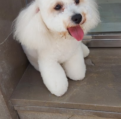 Peluquería Canina Enrique Peluquero de mascotas