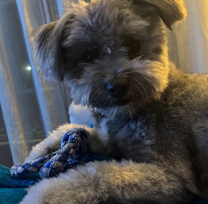 Peluquería Canina Guau Guau Guau Peluquero de mascotas