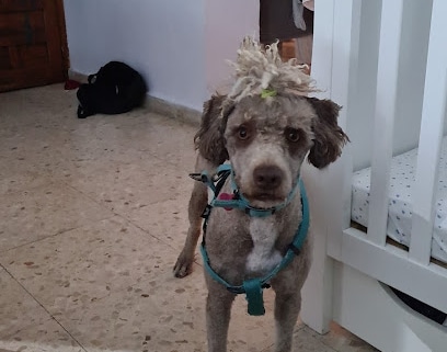 fotografía  Peluquería Canina PELOS Peluquero de mascotas en La Línea de la Concepción