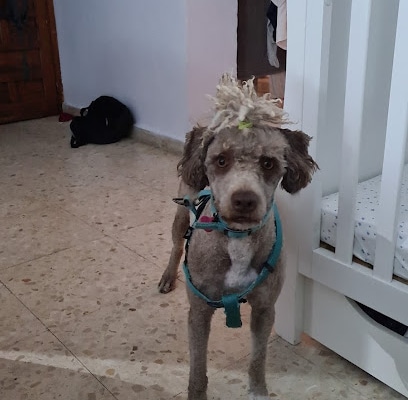 fotografía  Peluquería Canina PELOS Peluquero de mascotas en La Línea de la Concepción