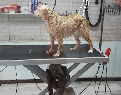 Peluqueria Canina y Felina ZOE Peluquería