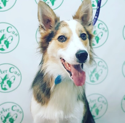 fotografía  Peter can ( Calzada de la Infanta) Peluquero de mascotas en Sanlúcar de Barrameda