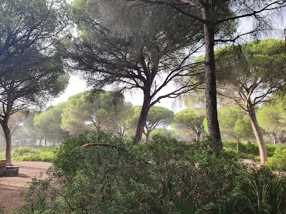 fotografía  Pinar de la Dehesa de las Yeguas Parque en Puerto Real