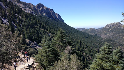 fotografía  Pinsapar de Grazalema Reserva natural en Grazalema