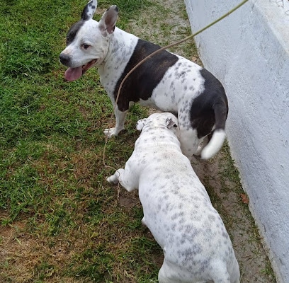 fotografía  Residencia de Mascotas Los Perales Guardería canina en Campiña-Serrano