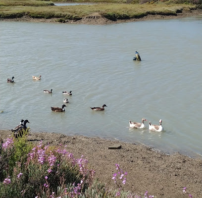 fotografía  Sendero Salina Carboneros Parque en Chiclana de la Frontera