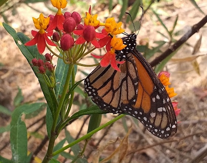 fotografía  Sendero de la Mariposa Monarca Zona de senderismo en Castellar de la Frontera