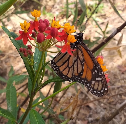 fotografía  Sendero de la Mariposa Monarca Zona de senderismo en Castellar de la Frontera