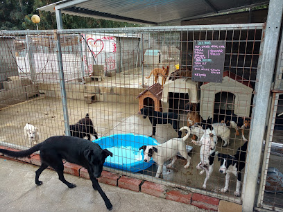 fotografía  Sociedad Protectora de Animales y Plantas del Campo de Gibraltar Protectora de animales en Algeciras