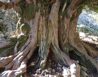 Valle de los Tejos Milenarios Atracción turística