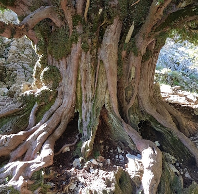 Valle de los Tejos Milenarios Atracción turística