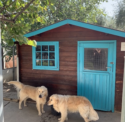 "Las Chiveas" Guardería canina